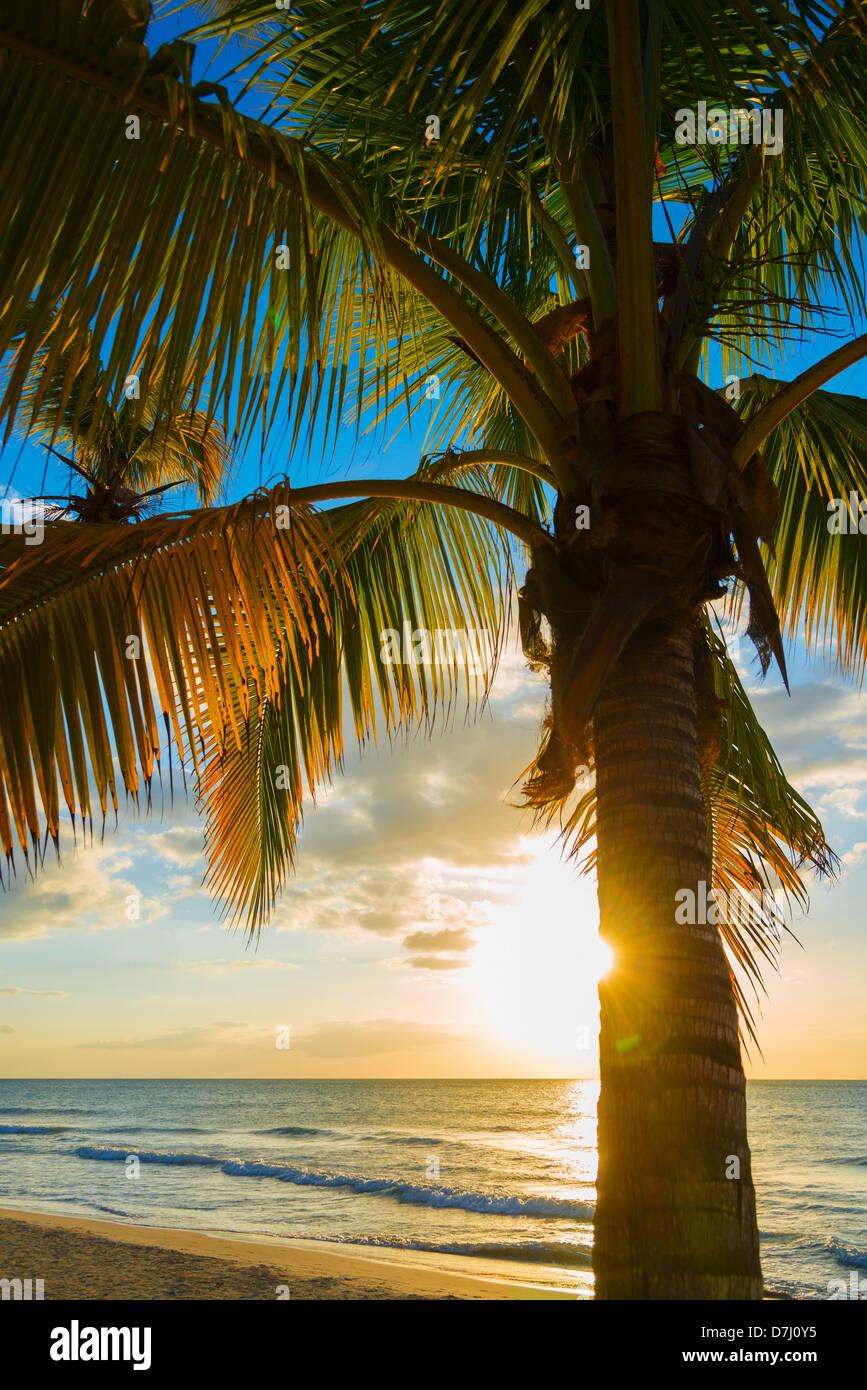 Jamaica, Palm tree on beach at sunset Stock Photo - Alamy
