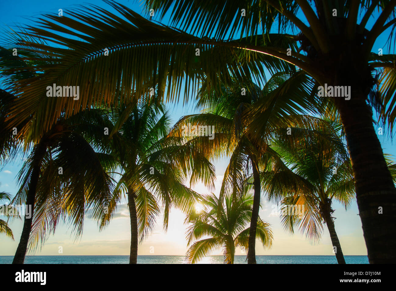Jamaica, Palm trees and sea Stock Photo