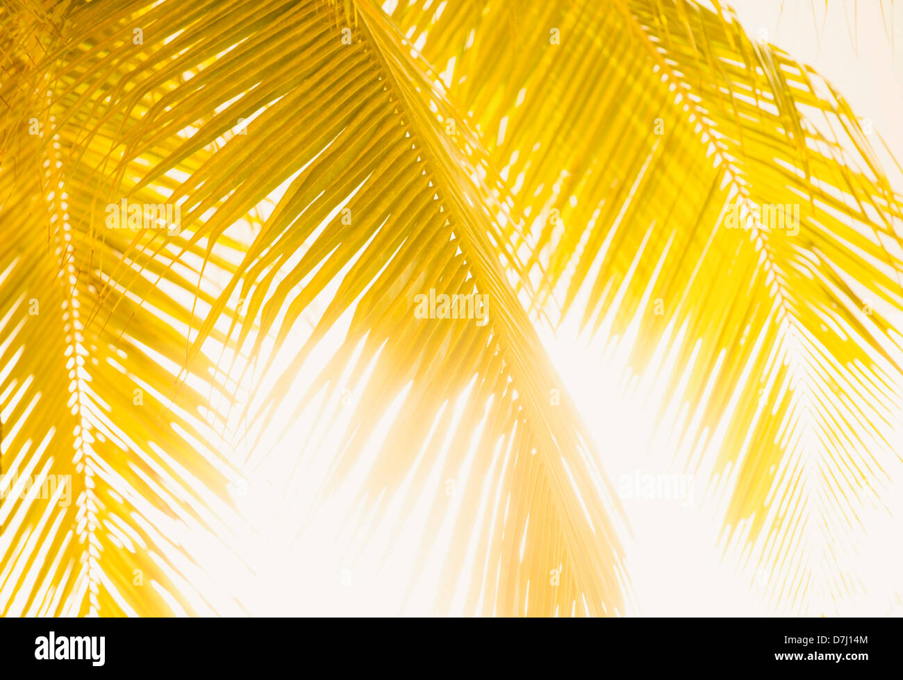 Jamaica, Silhouette of palm leaves Stock Photo