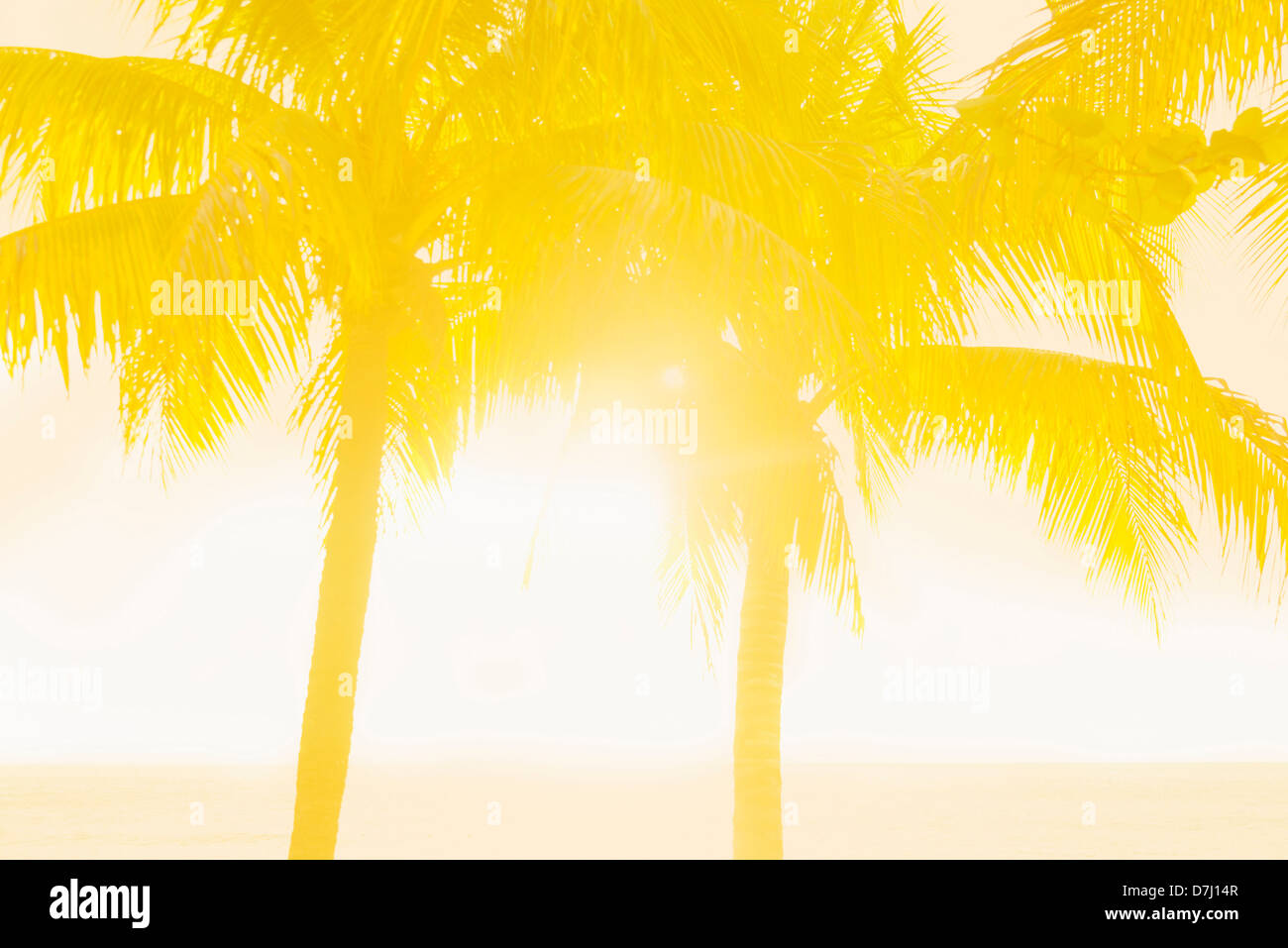 Jamaica, Silhouette of palm trees Stock Photo