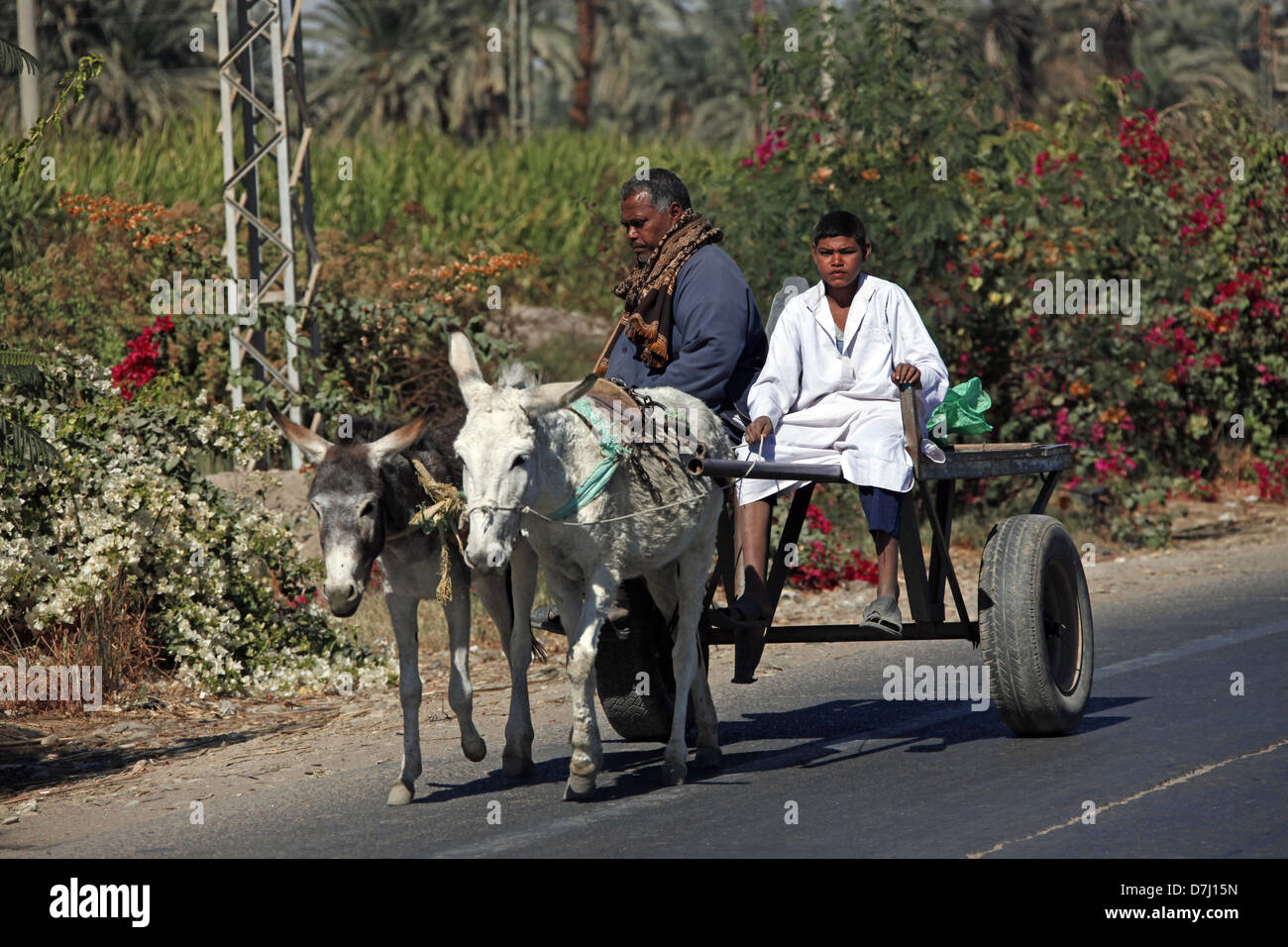 WHITE DONKEYS & CART NEAR ASWAN EGYPT 11 January 2013 Stock Photo Alamy