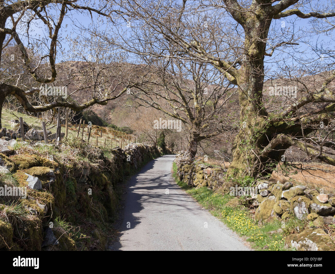 Quiet single track country lane with dry stone walls and bare trees in Nant Gwynant valley, Snowdonia, Gwynedd, North Wales, UK Stock Photo