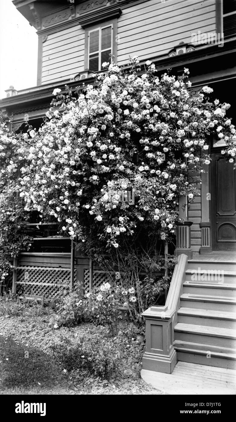 A historical photograph of the Lee House in Benton County, Oregon, taken in 1910. The image offers insight into early 20th-century architecture and life in this region, preserved in the OSU Archives. Stock Photo