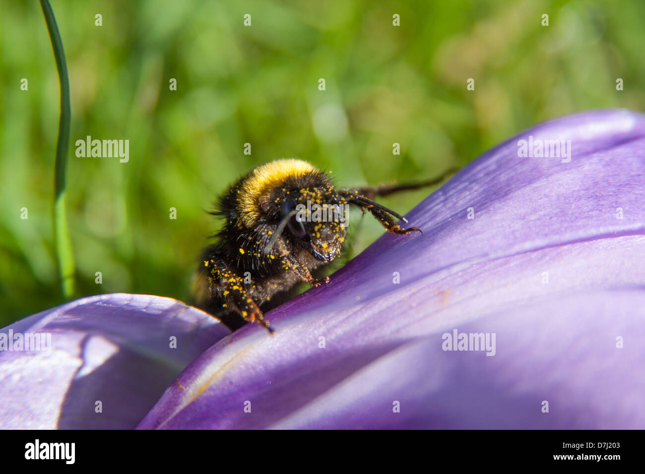 Macro view bee gathering hi-res stock photography and images - Alamy
