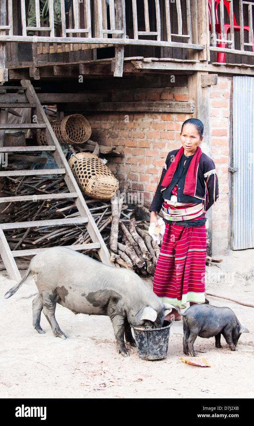 Woman of the Palaung tribe feeding pigs, Panlor village near Kyaing Tong, Burma (Myanmar) Stock Photo