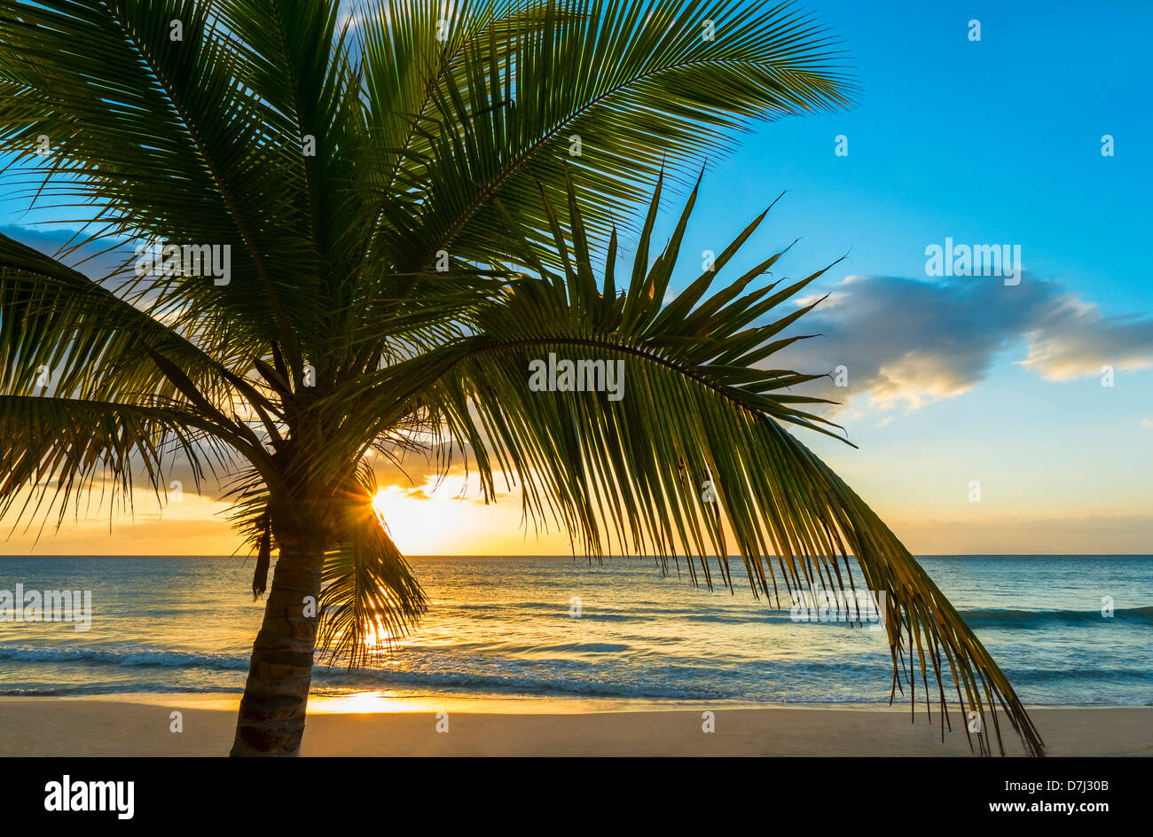 Jamaica, Palm tree on beach at sunset Stock Photo