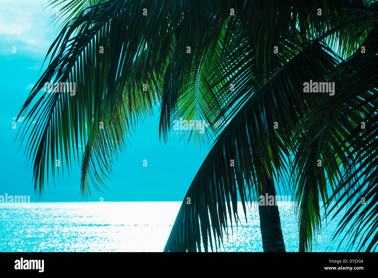 Jamaica, Palm tree and sea Stock Photo