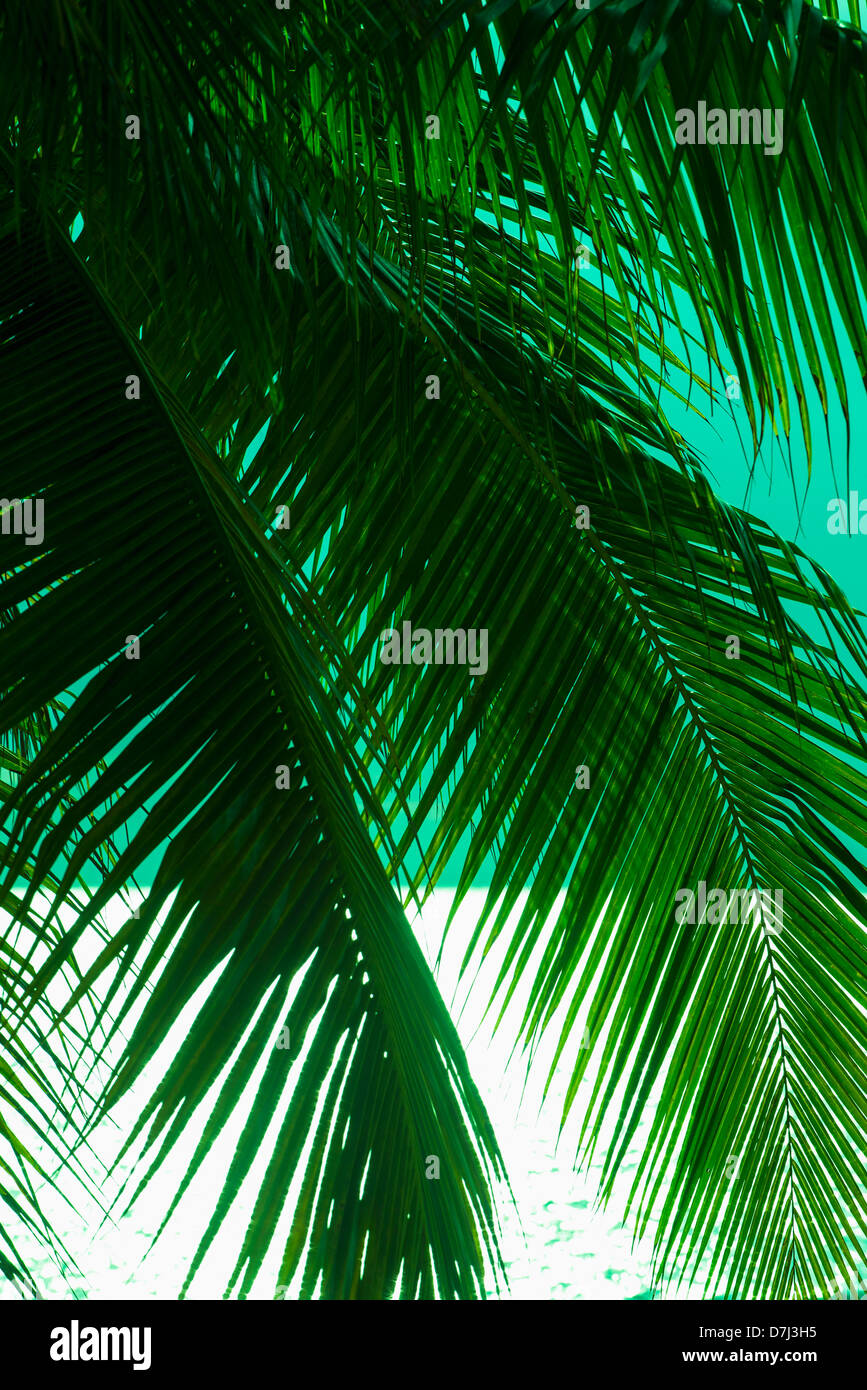 Jamaica, Palm tree and sea Stock Photo