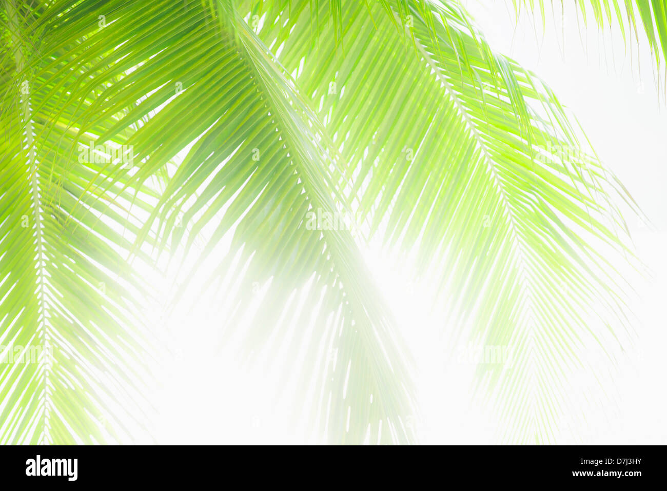 Jamaica, Sunlit palm leaves Stock Photo