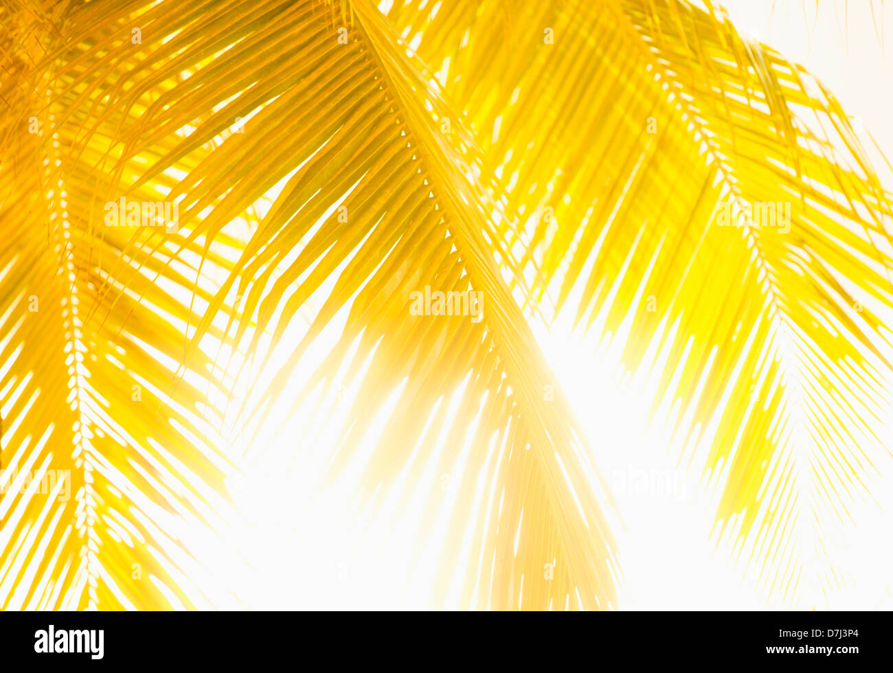 Jamaica, Golden palm leaves Stock Photo