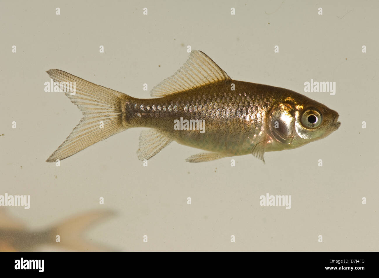 A young goldfish, Carassius auratus auratus, brown & silver colour but lacking the gold or orange of adult fish Stock Photo