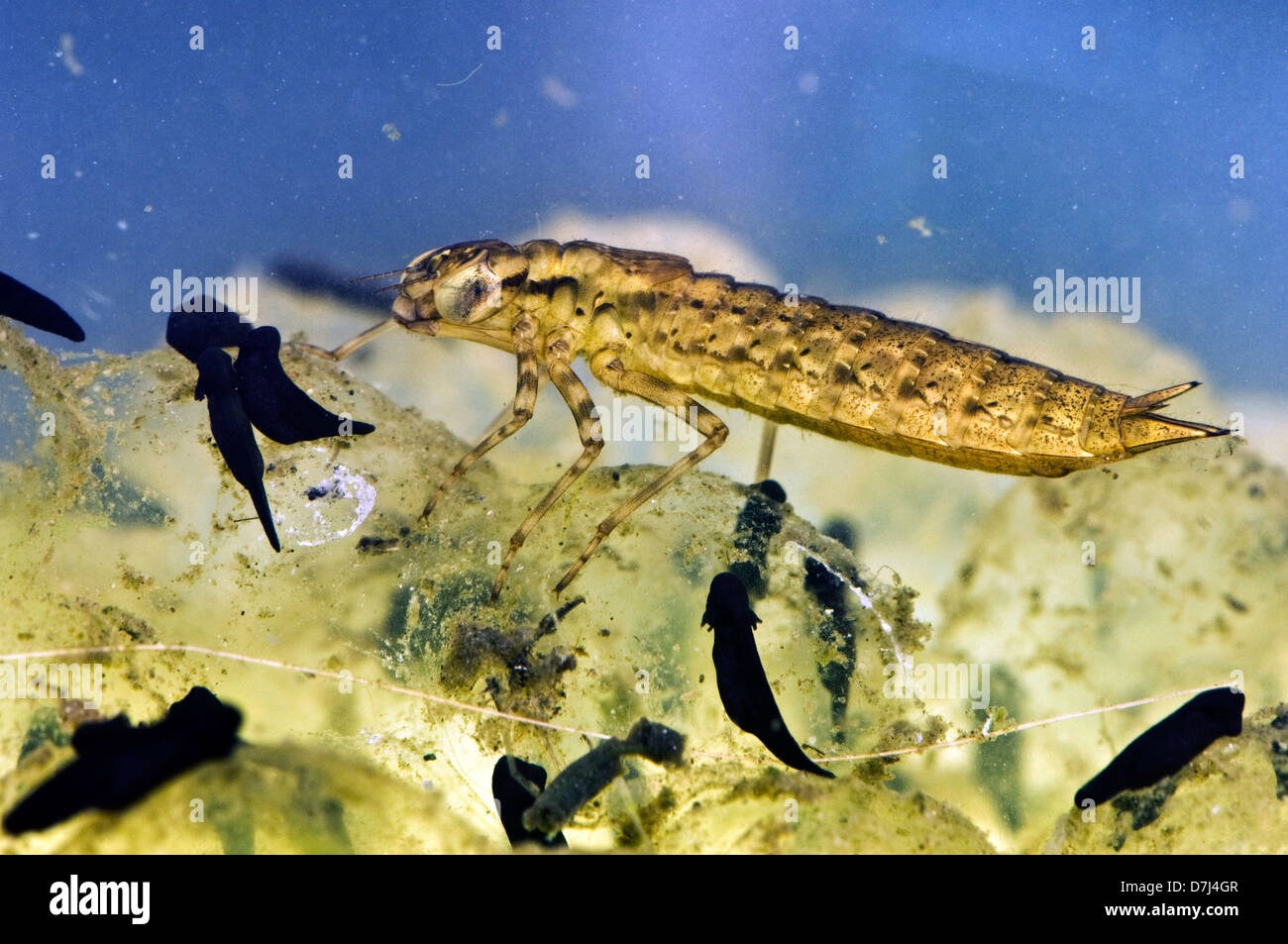 Southern hawker dragonfly, Aeshna cyanea, larva preying on frog tadpoles Stock Photo