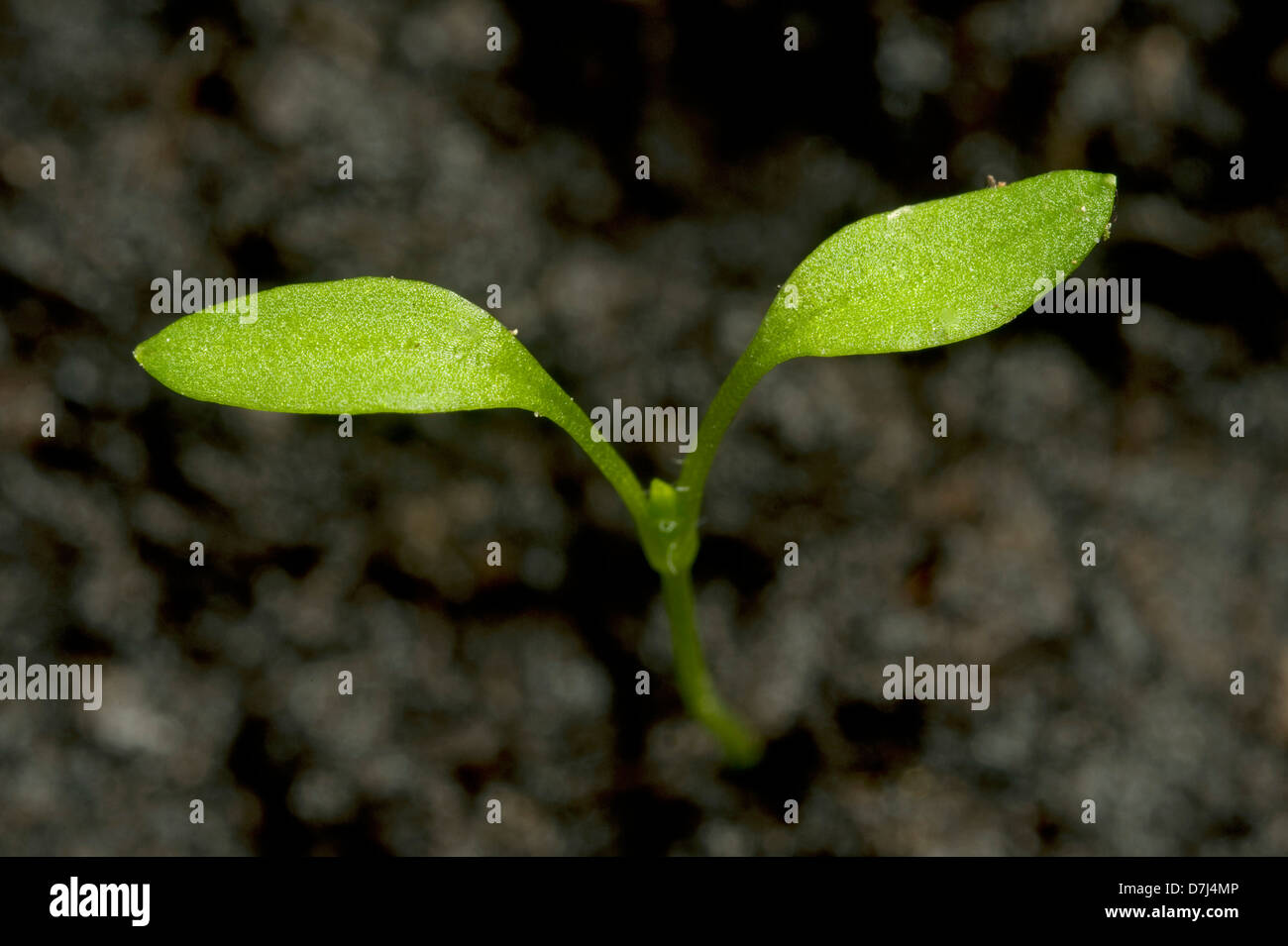 Seedling cotyledons of chickweed, Stellaria media, an annual agricultural and garden weed Stock Photo
