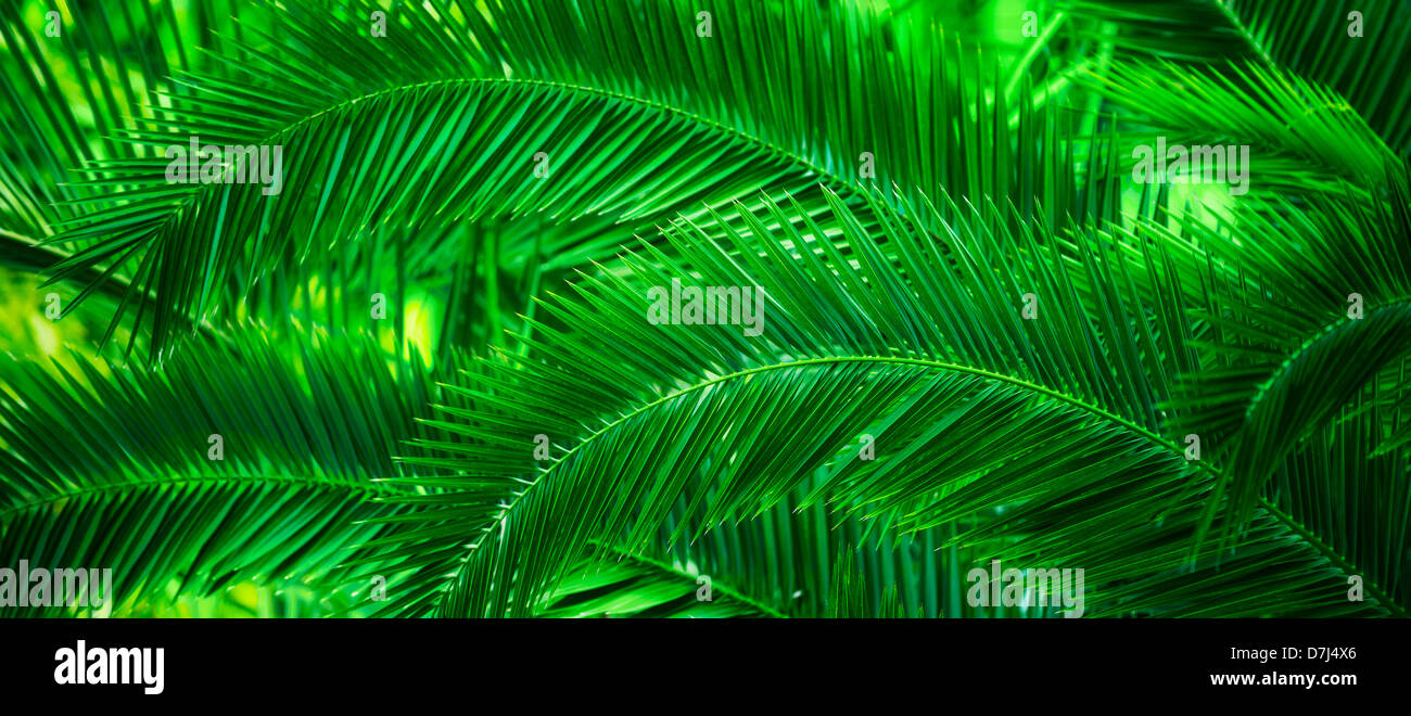 Jamaica, Palm leaves Stock Photo
