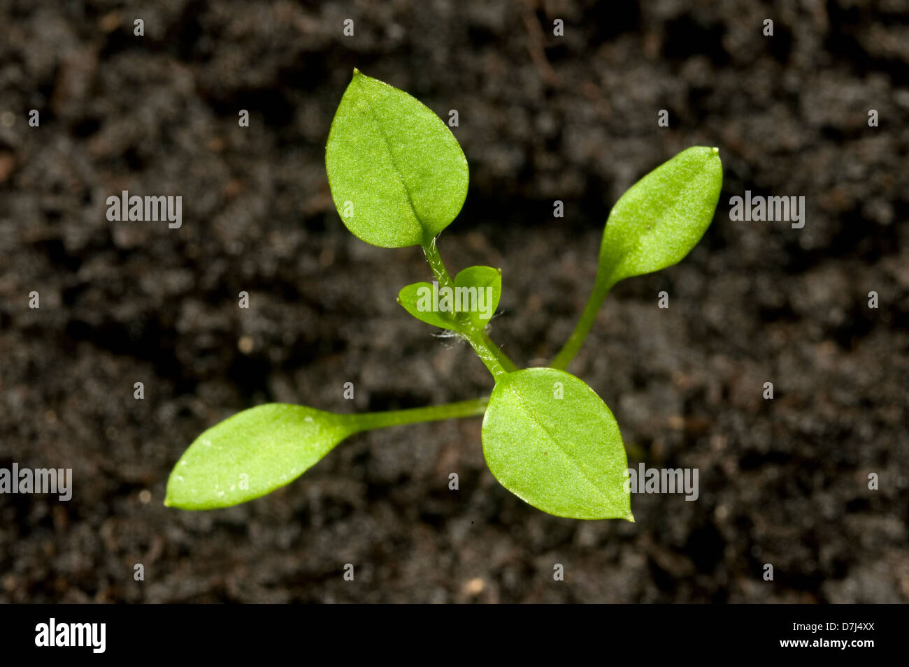 Seedling cotyledons and first true leaves forming of chickweed, Stellaria media, an annual agricultural and garden weed Stock Photo