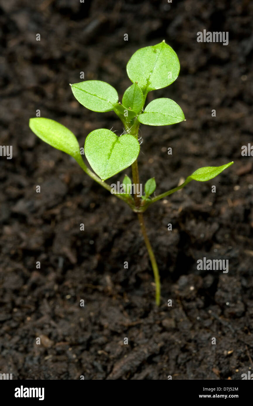 Seedling developing into a young plant of chickweed, Stellaria media, an annual agricultural and garden weed Stock Photo