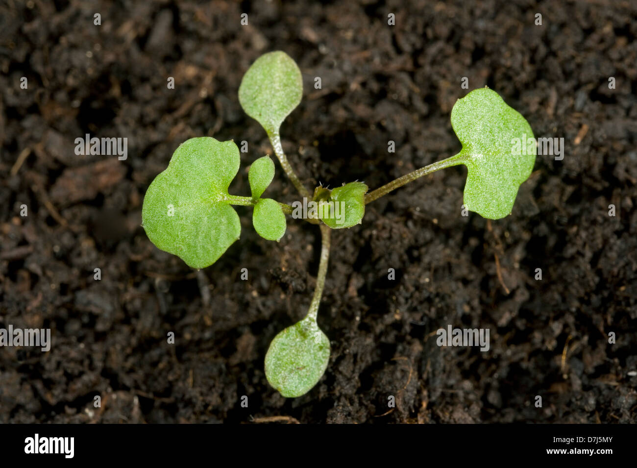 Hairy bittercress, Cardamine hirsuta, seedling with two early true leaves and cotyledons Stock Photo