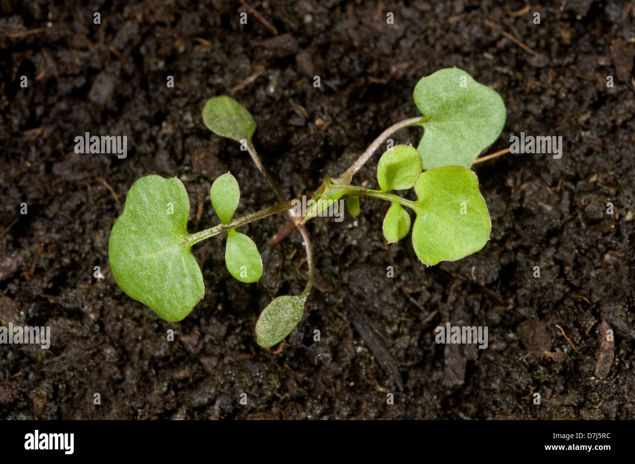 Hairy bittercress, Cardamine hirsuta, seedling with two early true leaves and cotyledons Stock Photo