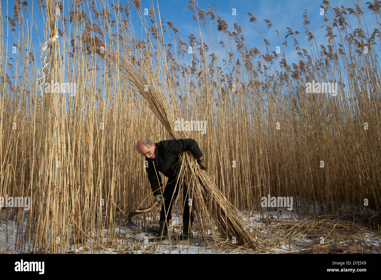 reed cutting in national park 'de Biesbosch' in holland Stock Photo