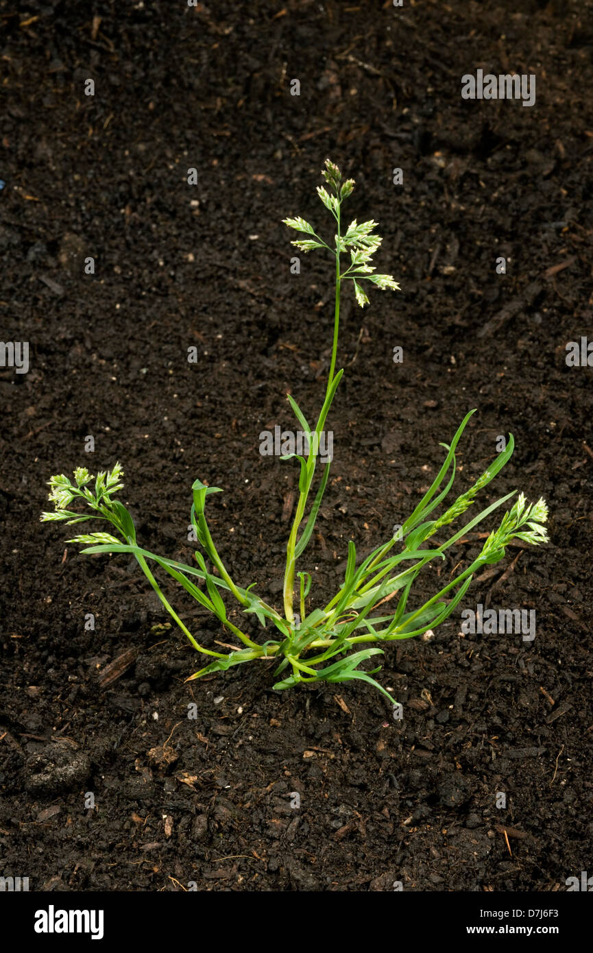 Annual meadow-grass, Poa annua, with tillers and flower on annual garden and agriculture weed Stock Photo