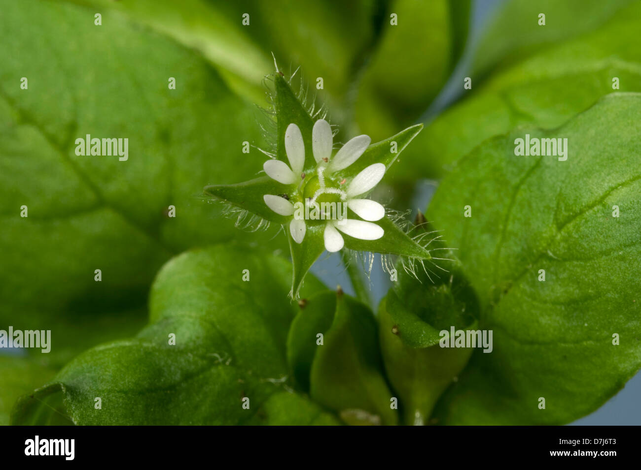 Chickweed, Stellaria media, flowers and leaves of an annual agricultural and garden weed Stock Photo