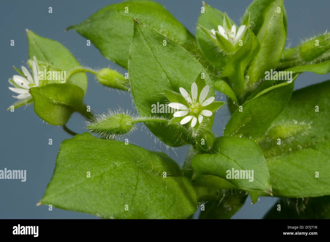 Chickweed, Stellaria media, flowers and leaves of an annual agricultural and garden weed Stock Photo