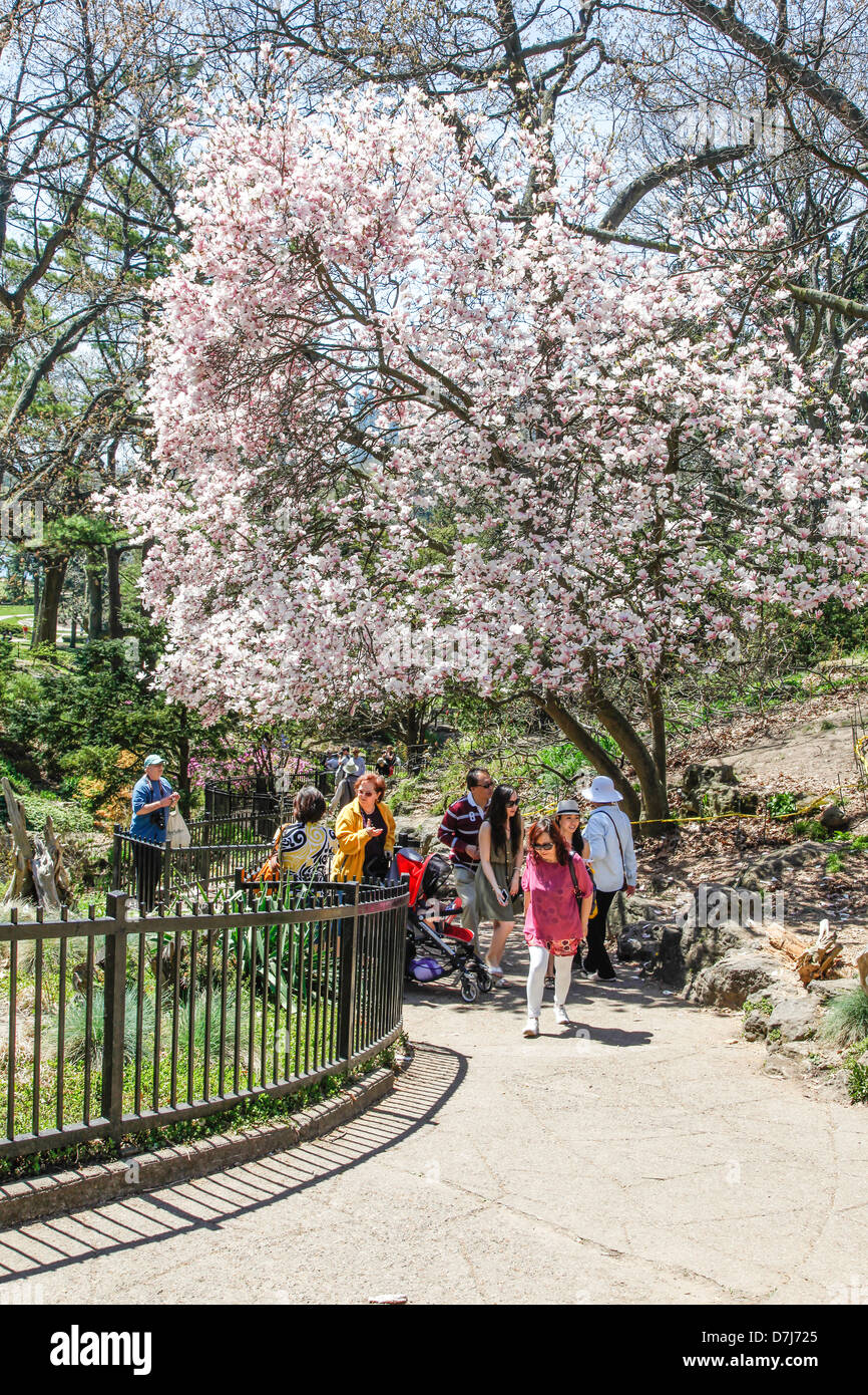 Cherry Blossom Trees in bloom in High Park Toronto,Ontario,Canada Stock