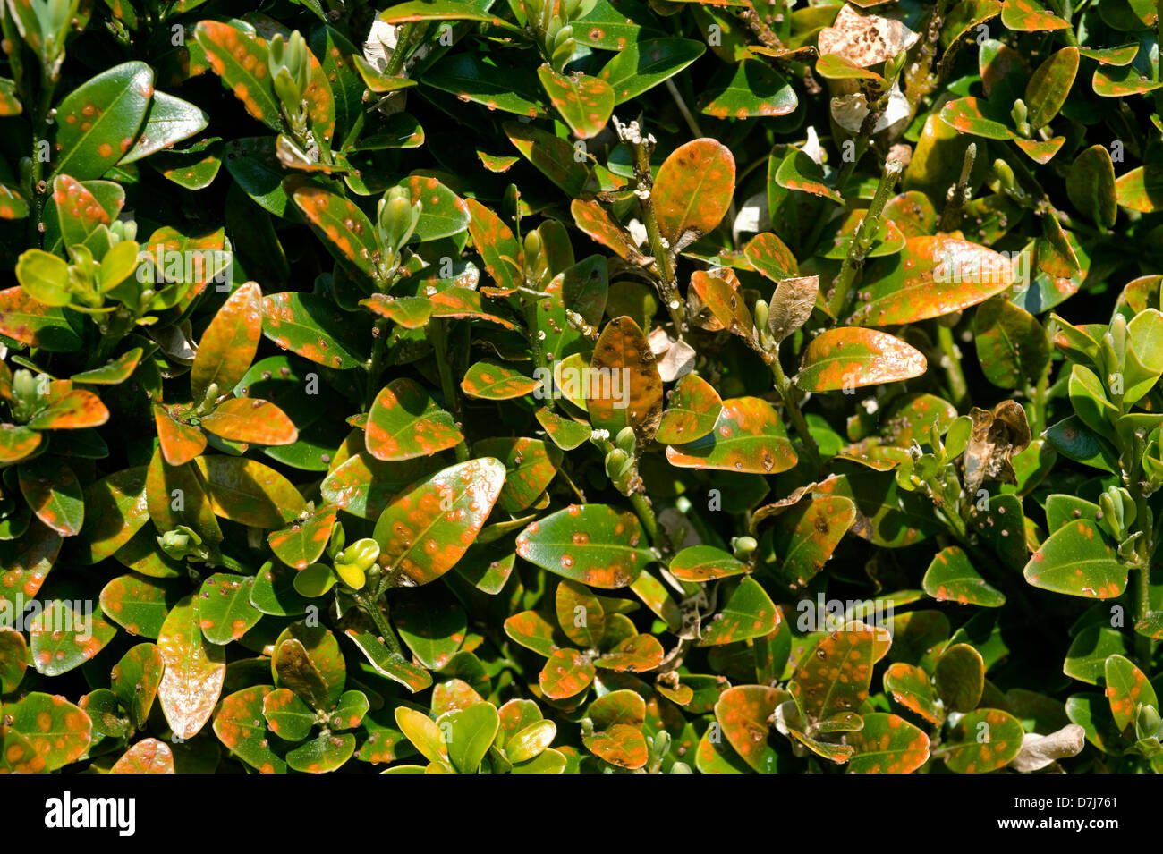 Box rust, Puccia buxi, pustules on the upper surface of a diseased parterre hedge leaves Stock Photo