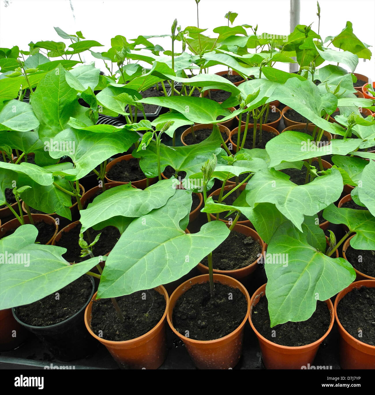 young plants these are runner beans ready to plant out Stock Photo