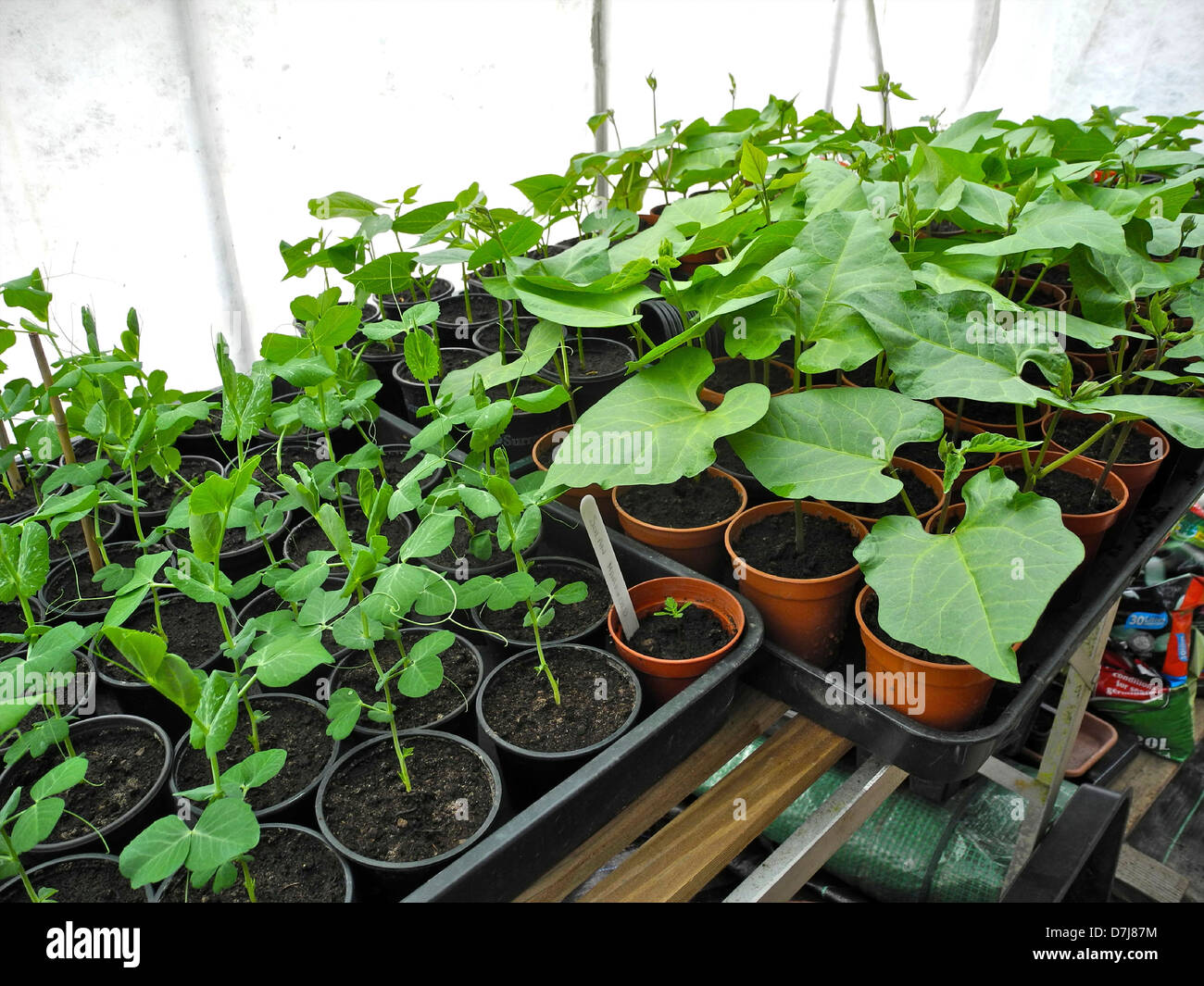 Young plants peas runner beans hires stock photography and images Alamy