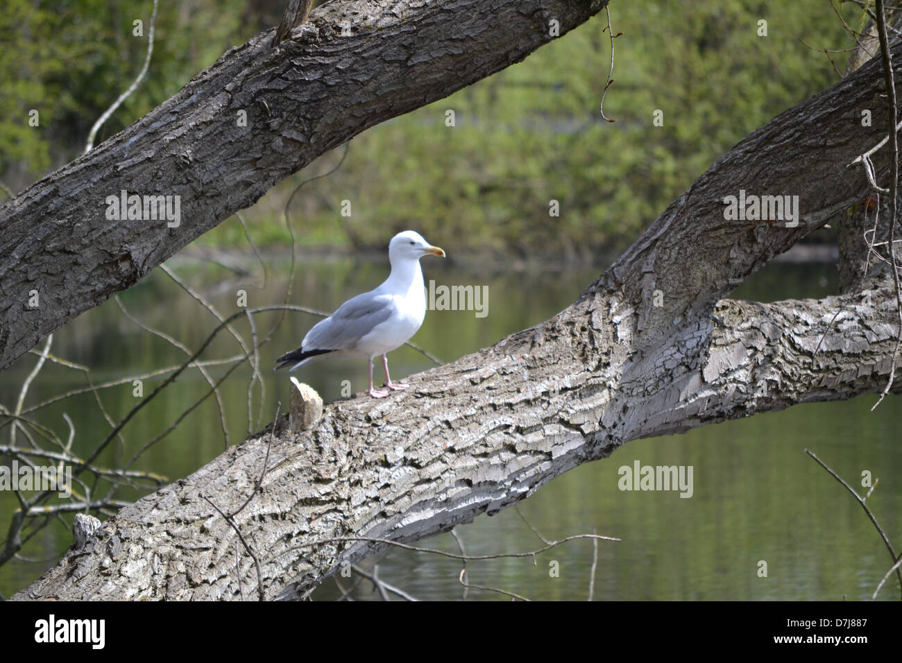 Seagull in tree at Stanley Park, Blackpool Stock Photo