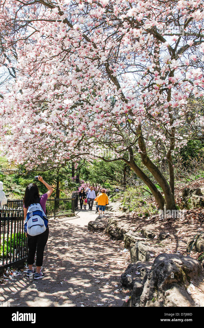 Cherry Blossom Trees in bloom in High Park Toronto,Ontario,Canada Stock