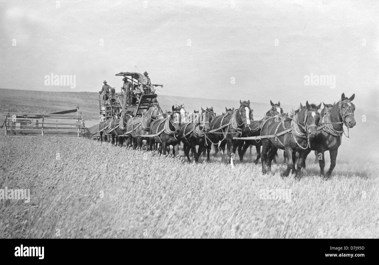 Harvesting wheat by horse hi-res stock photography and images - Alamy