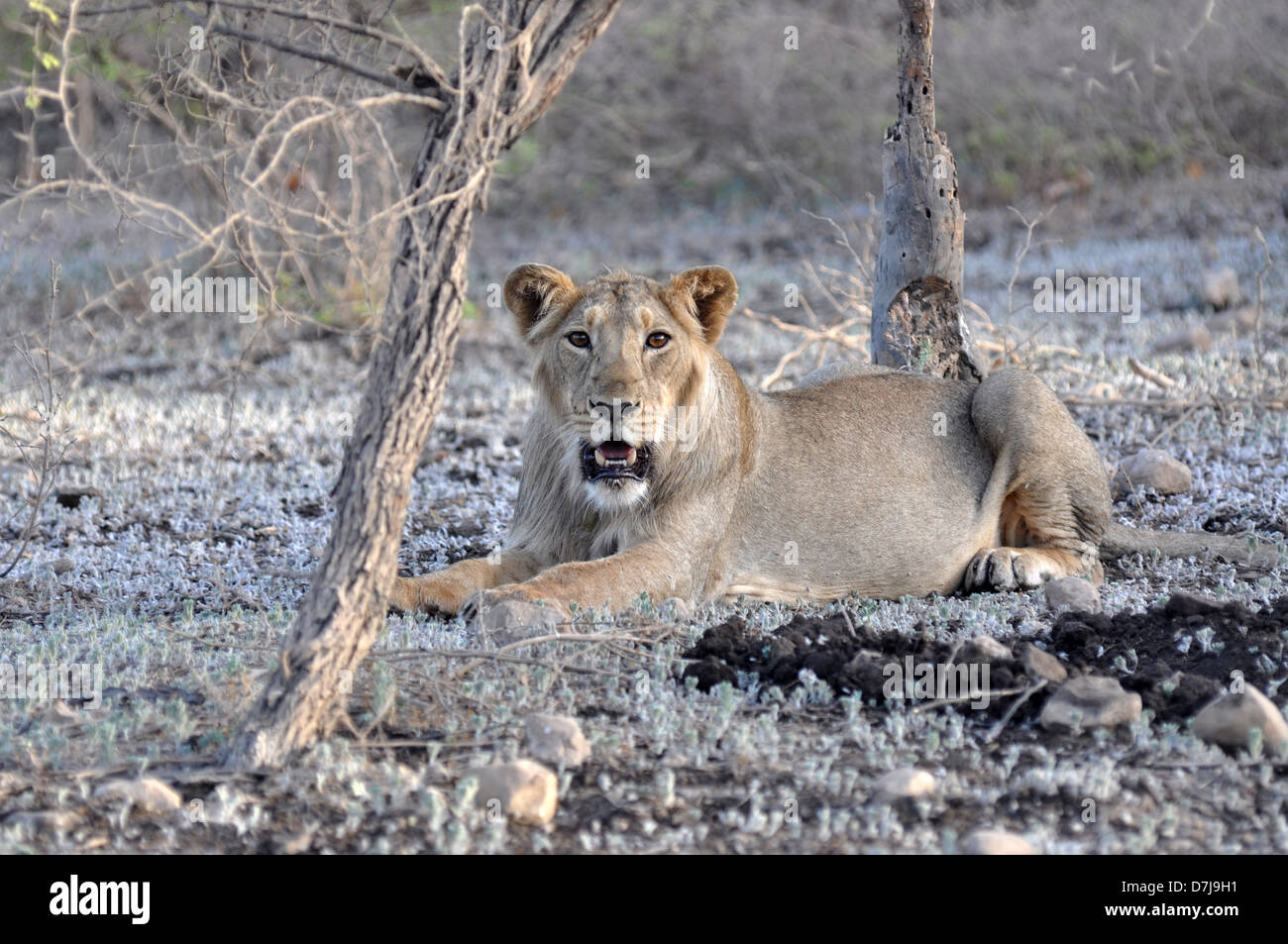 Asiatic Lion in natural Habitat, Asiatic LionSub adults, GIR National