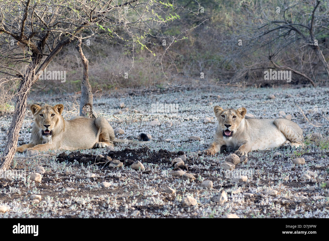 Girnar wildlife sanctuary hi-res stock photography and imag…