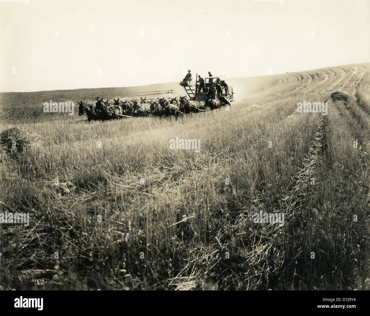 Horse drawn combine harvesting wheat in central or eastern Washington