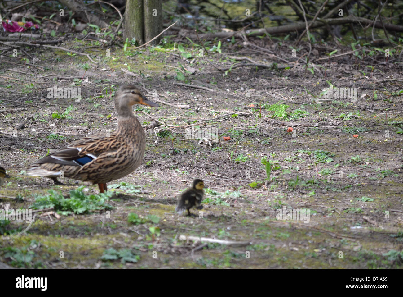 Mother Duck and Ducklings in Stanley Park, Blackpool Stock Photo