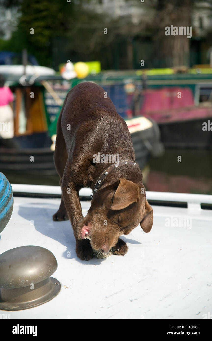 brown male Labrador puppy dog chewing bone Stock Photo