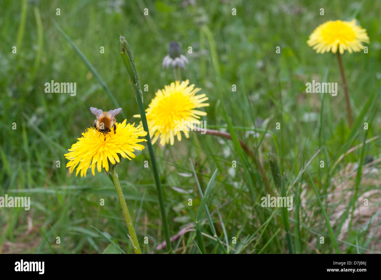Bumble Bee pollinating a Taraxacum (Dandelion) Stock Photo