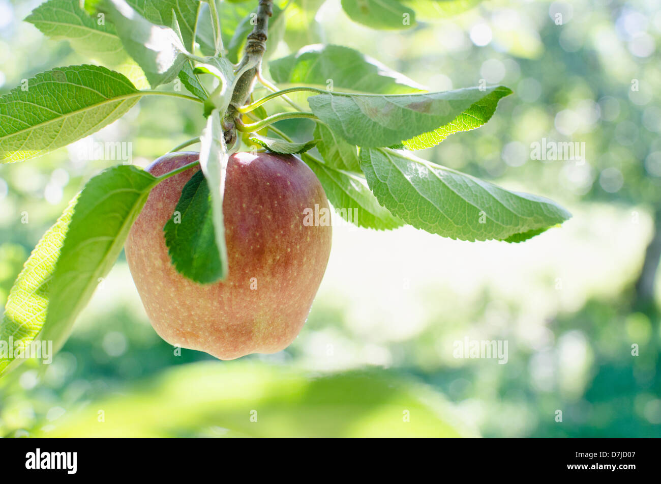 Nyc Ripe USA, New York, Warwick, Ripe apple hanging from branch Stock Photo - Alamy