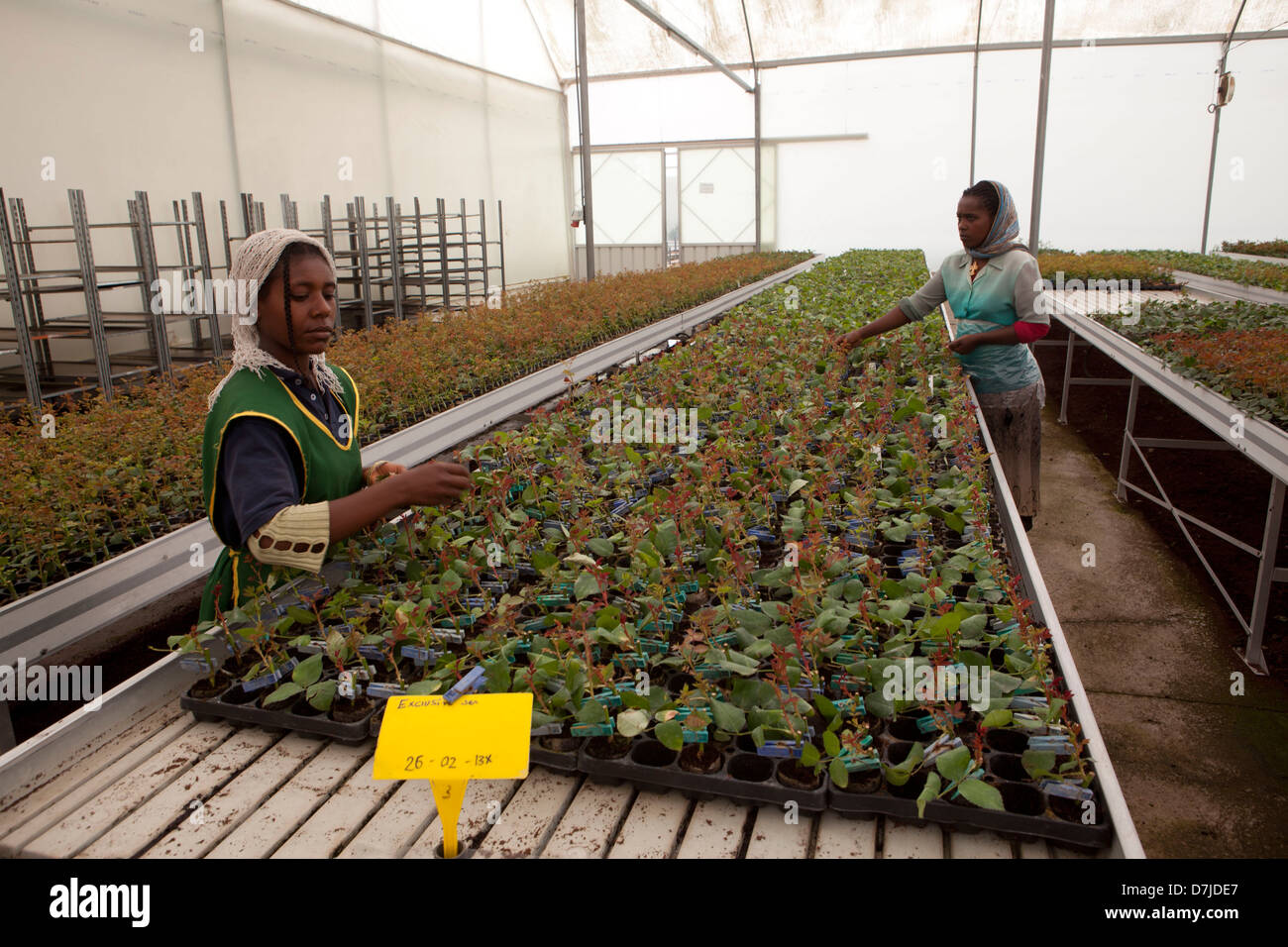 Flower farm in Ethiopian run by Dutch company Stock Photo Alamy