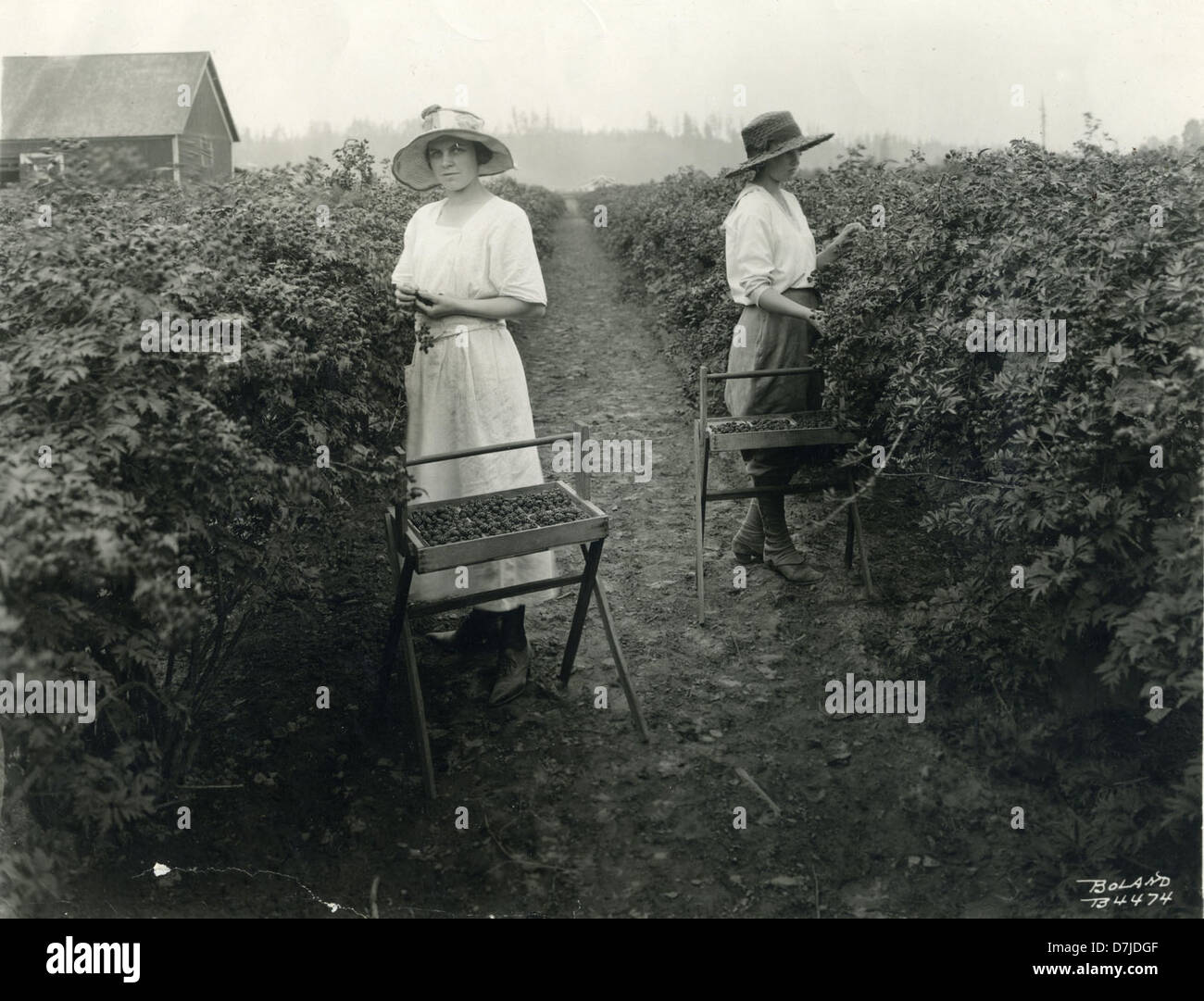 Women picking evergreen blackberries in western Oregon, 1910 Stock Photo