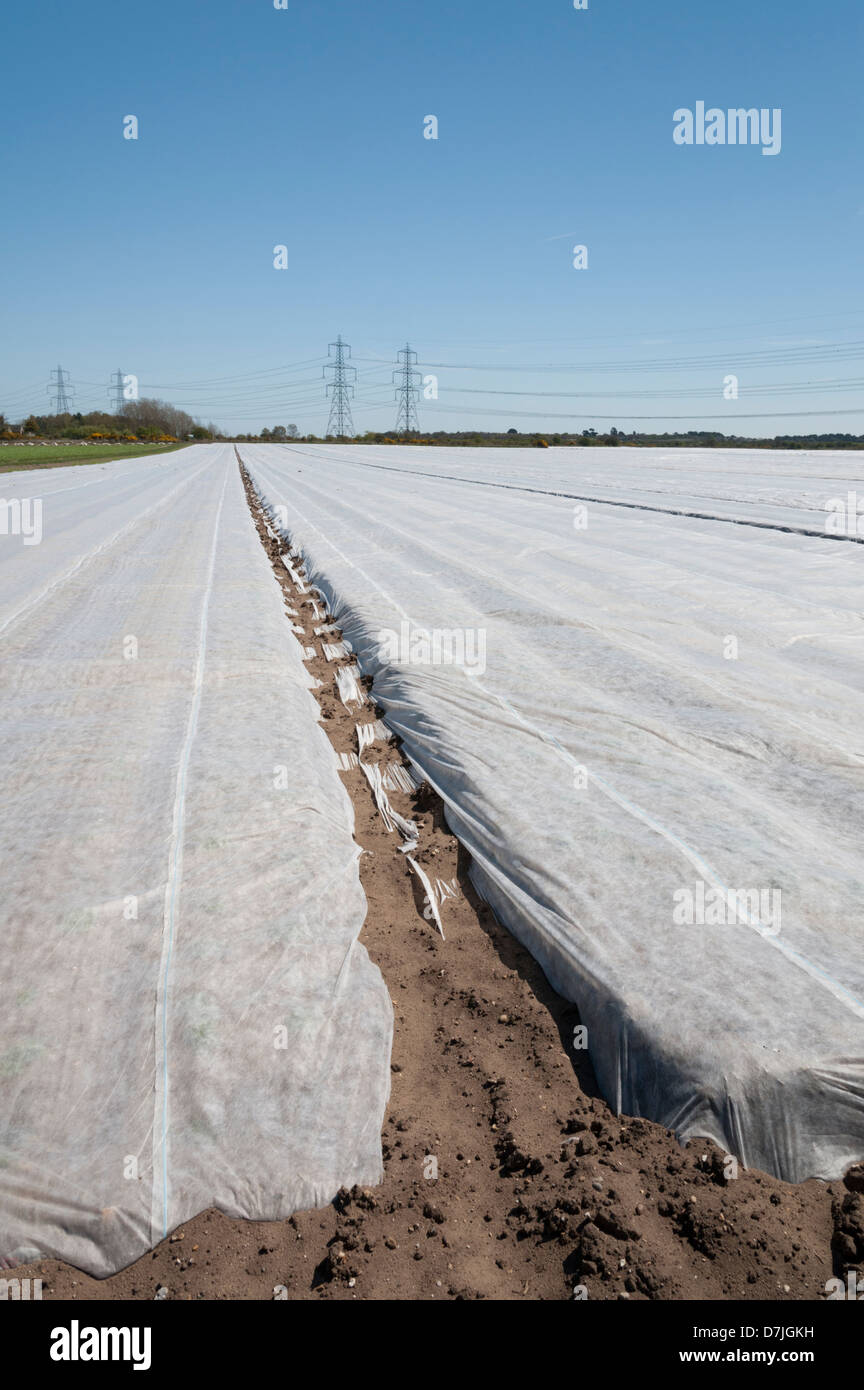 Agricultural fleece protecting crops from frost and pests on a farm in the Suffolk UK Stock Photo