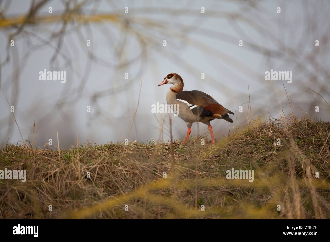 wildlife in natural park 'de biesbosch' in Holland Stock Photo
