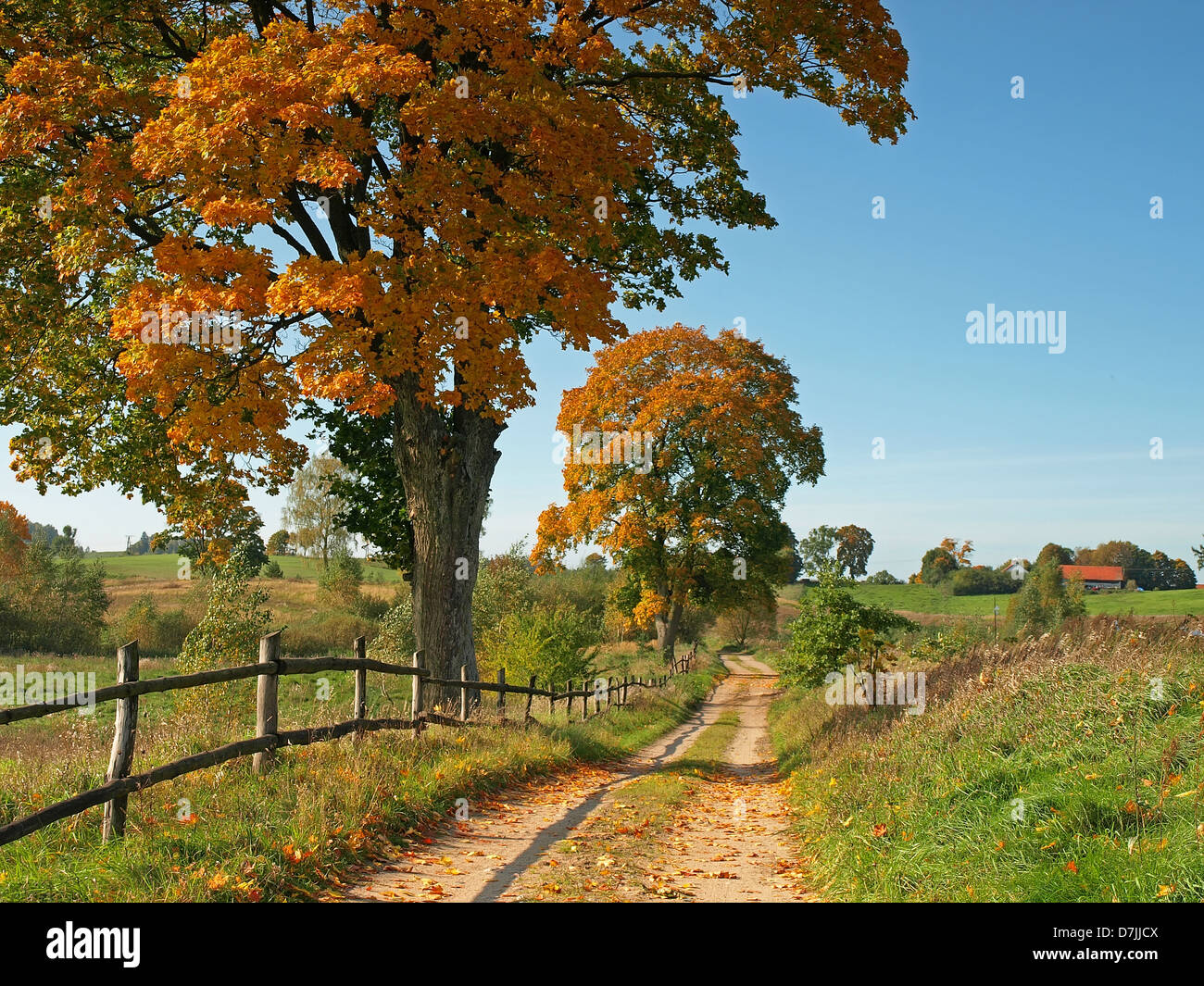 rural road with autumn red trees Stock Photo - Alamy