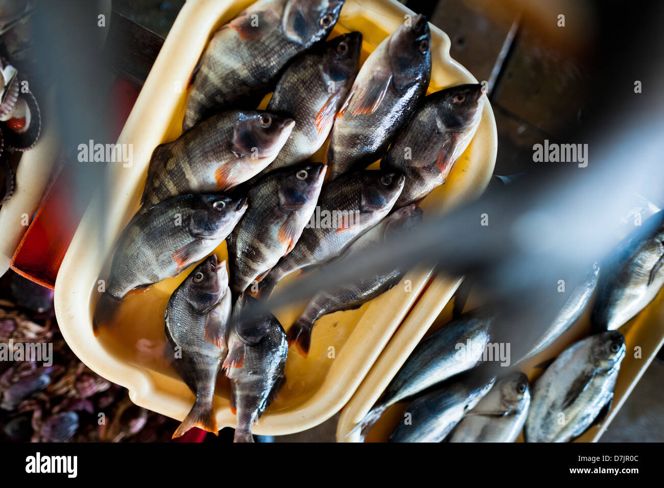 Fresh fish for sale seen at Chorrillos seafood and fish market in Lima