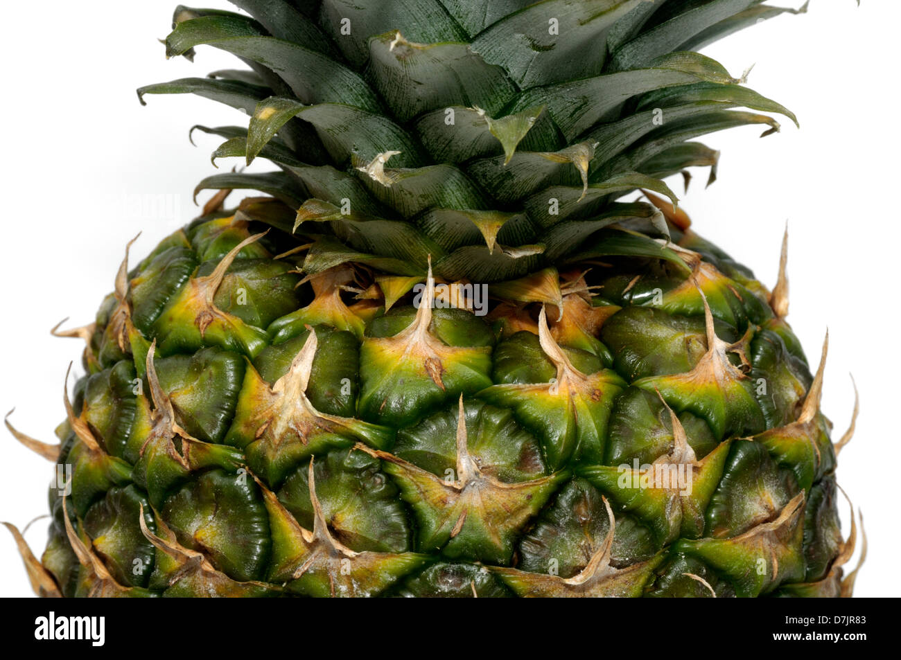 Pineapple Crown Stock Photos & Pineapple Crown Stock Images Alamy