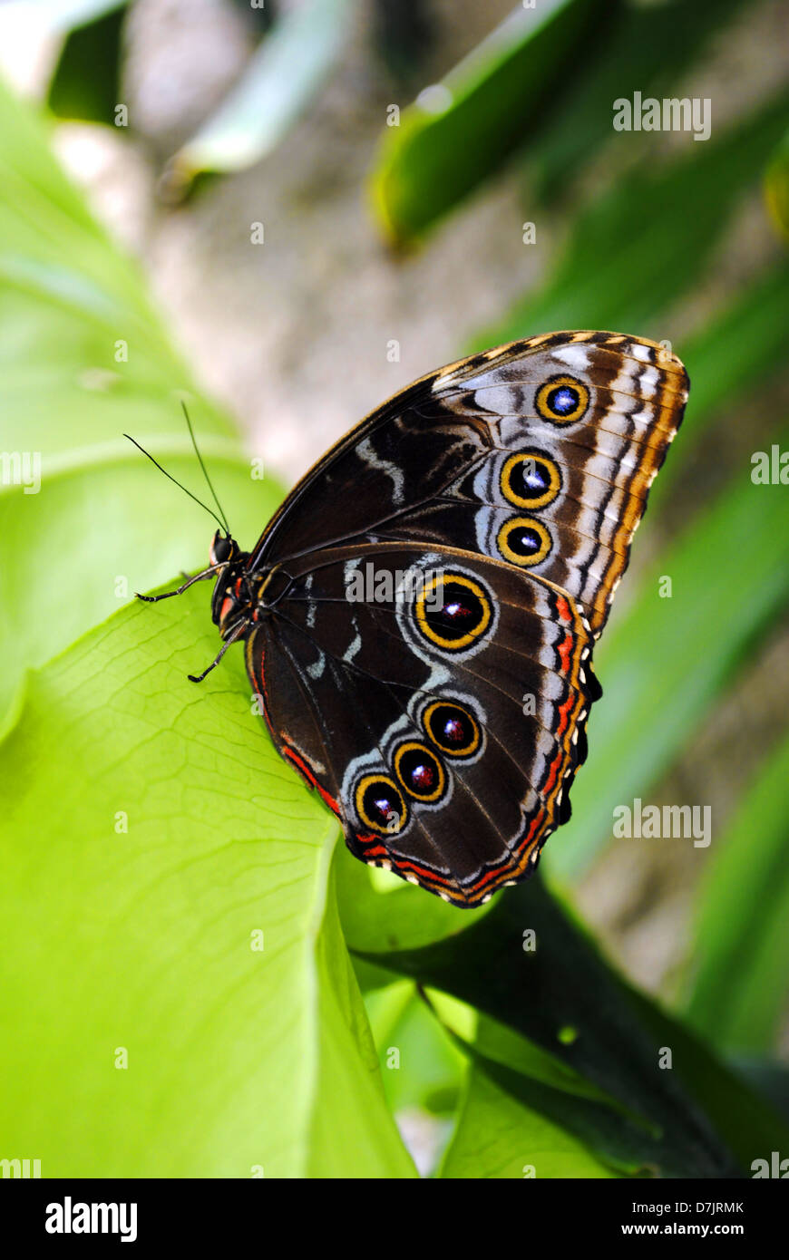 Blue morpho butterfly Latin name Morpho peleides Stock Photo Alamy