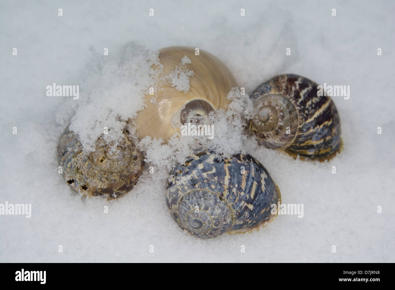 A seashell dropped amidst a trio of snail shells Stock Photo Alamy