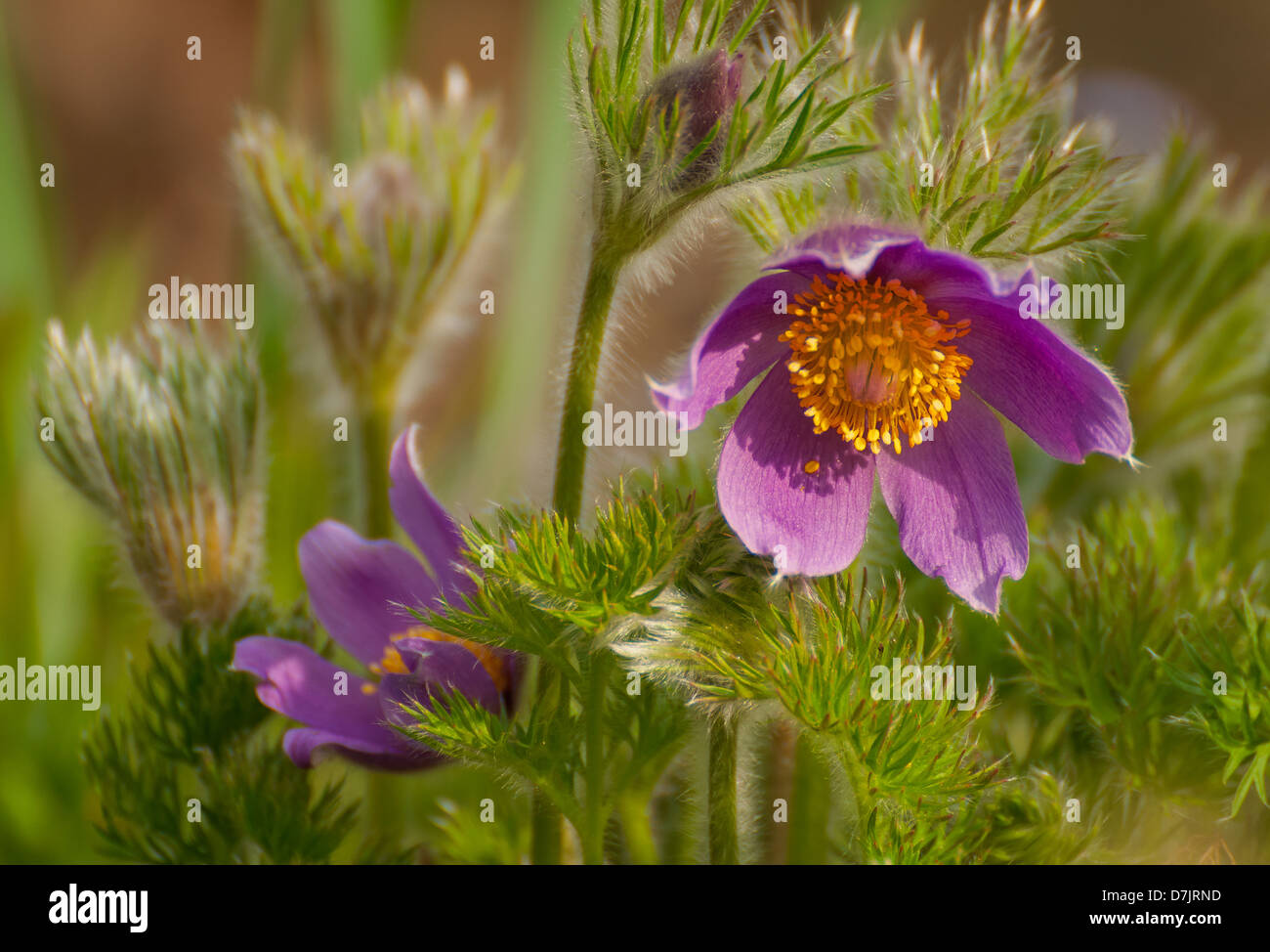 Pasque-flower Stock Photo